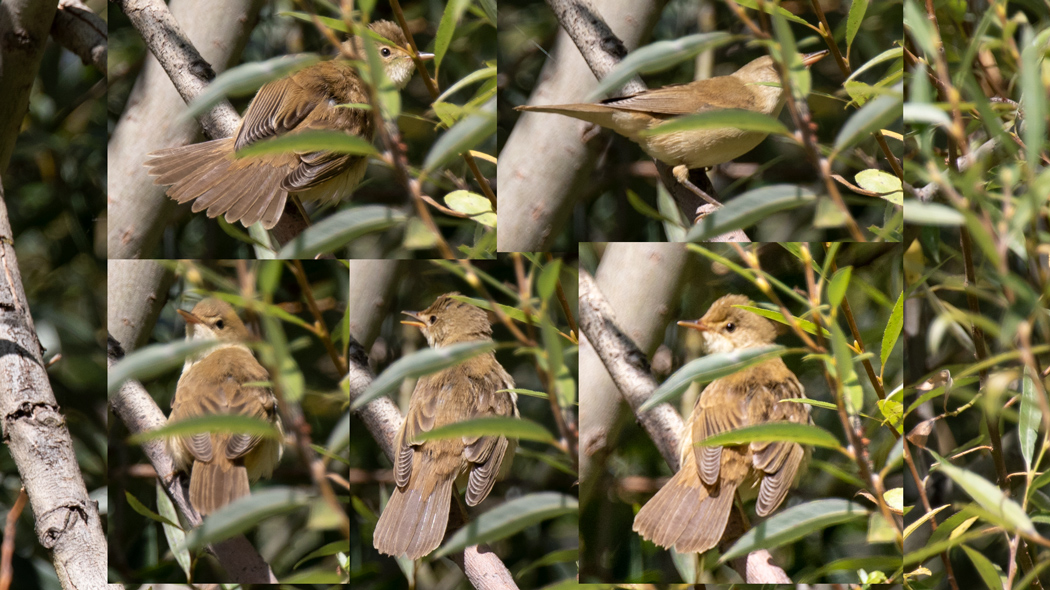 Marsh Warbler