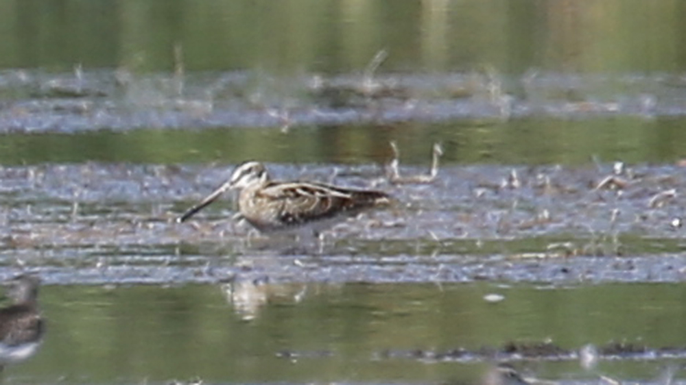 Common Snipe