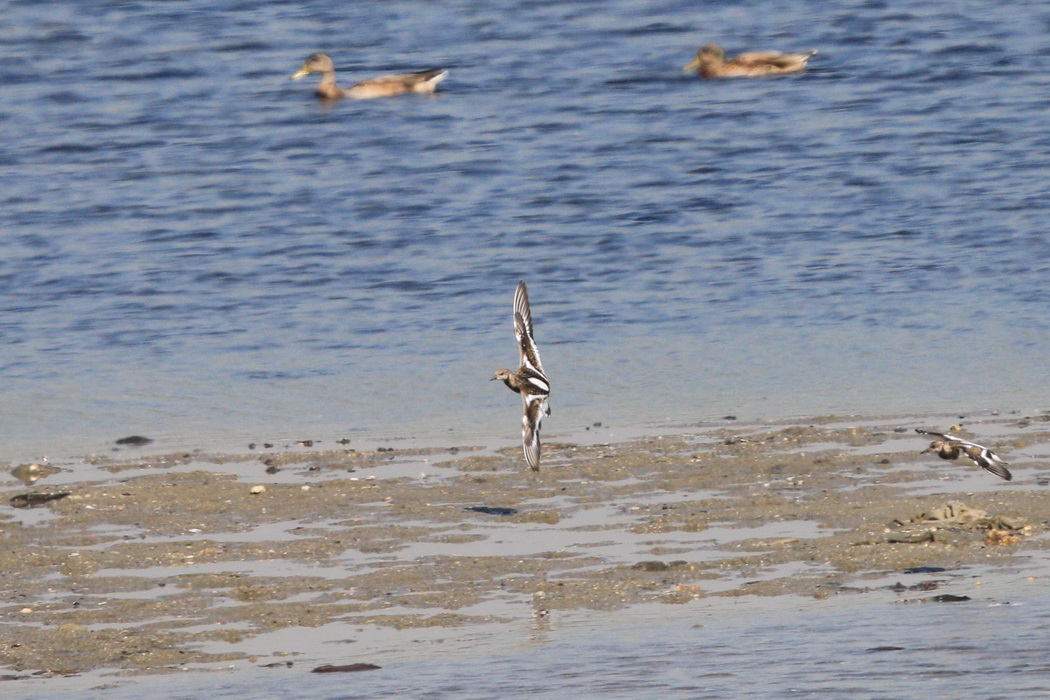 Ruddy Turnstone