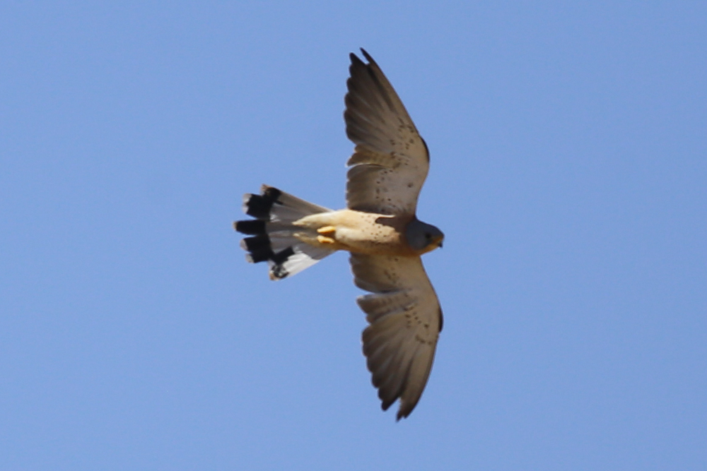 Lesser Kestrel