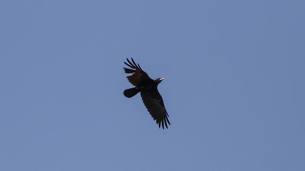 Rook