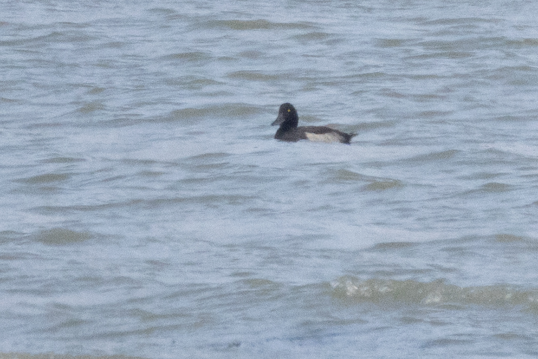 Tufted Duck