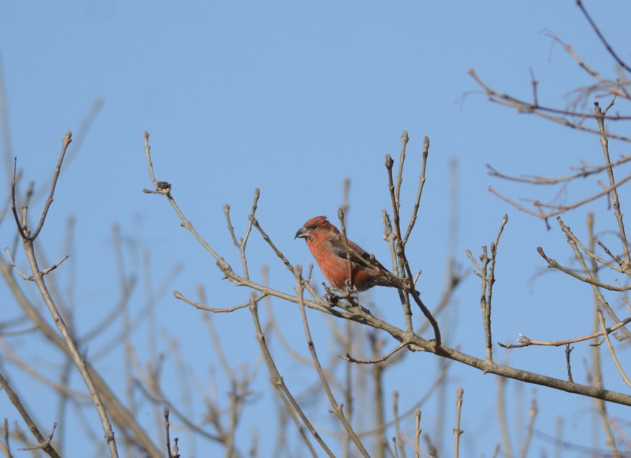 Red Crossbill