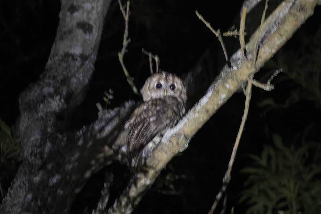 Tawny Owl