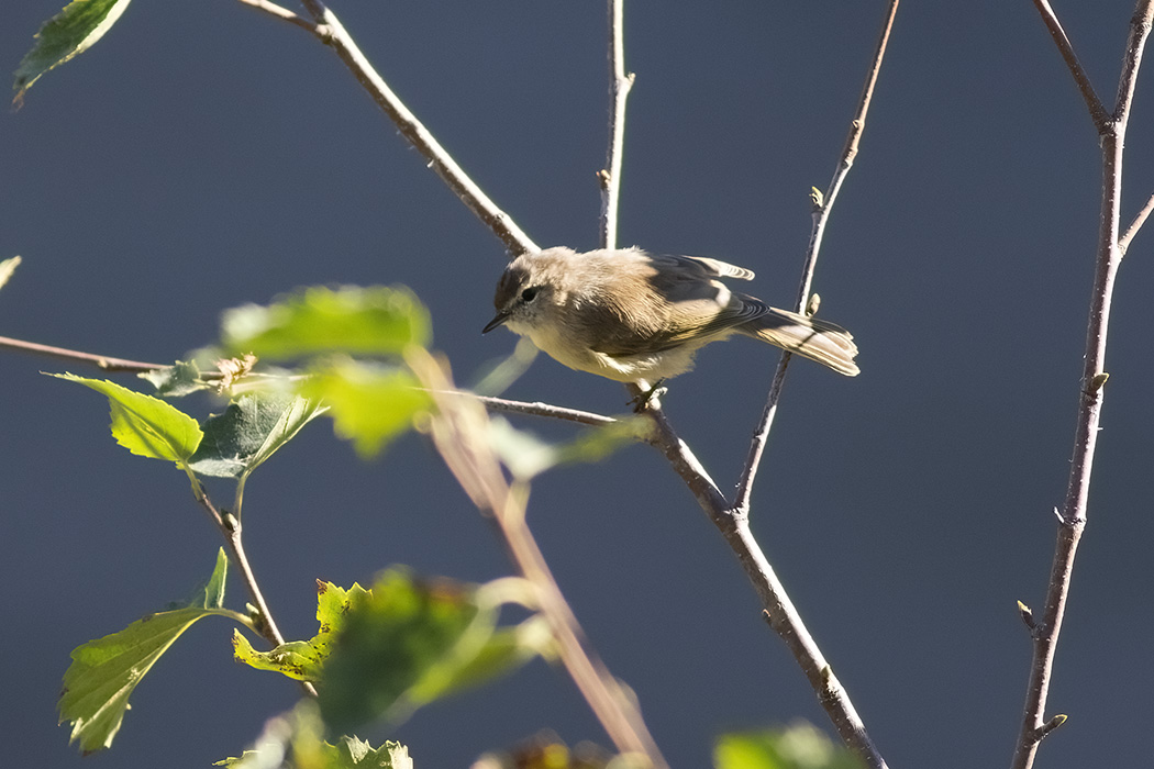 Mountain Chiffchaff