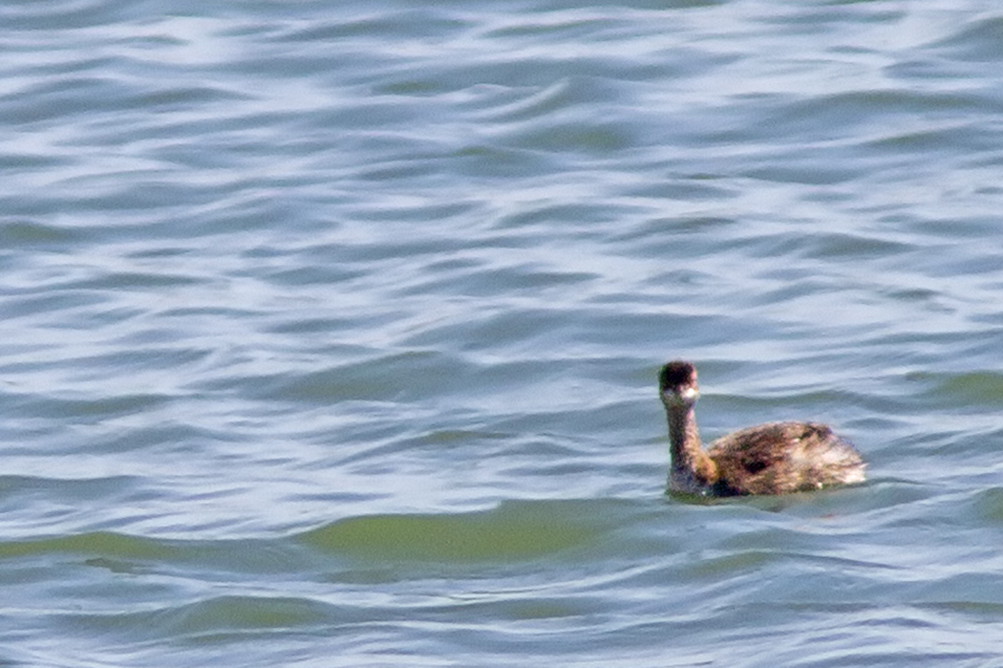Red-necked Grebe