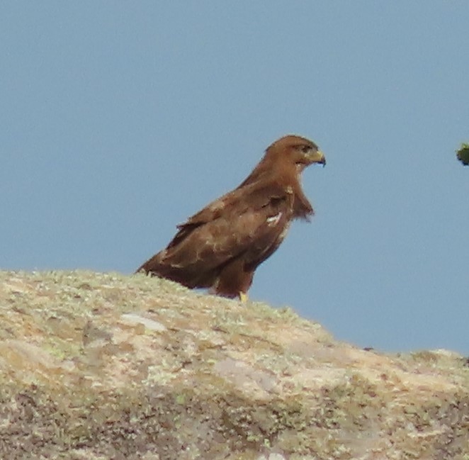 Long-legged Buzzard