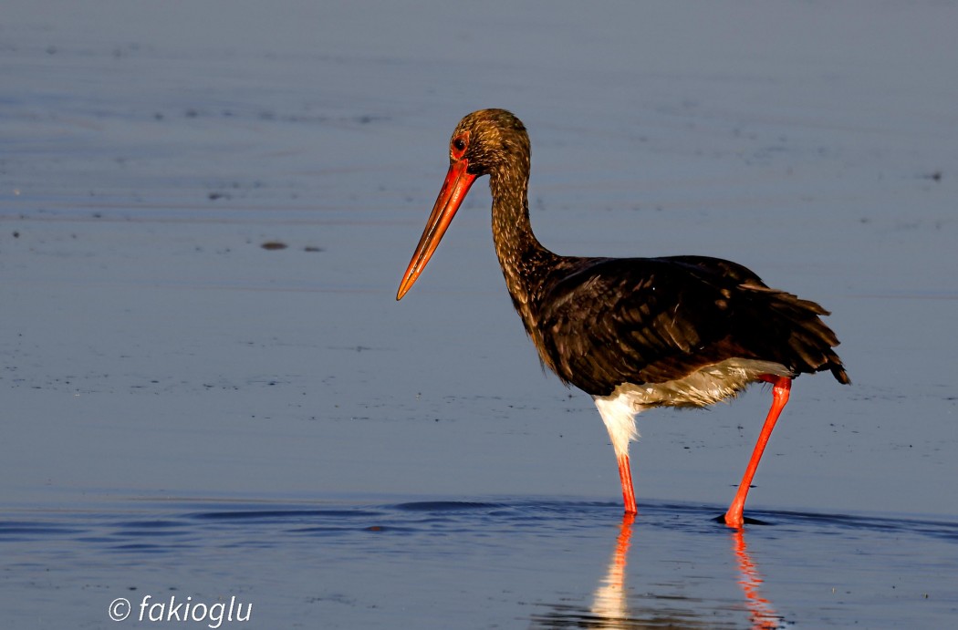 Black Stork