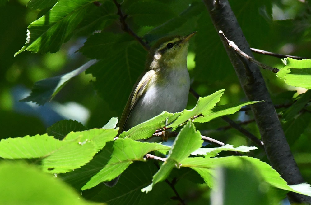 Wood Warbler