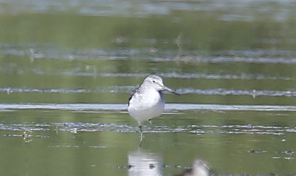 Common Greenshank