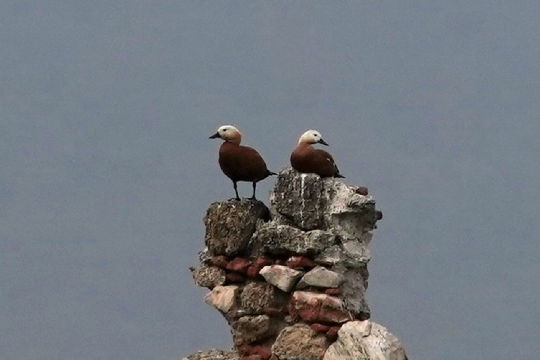 Angıt