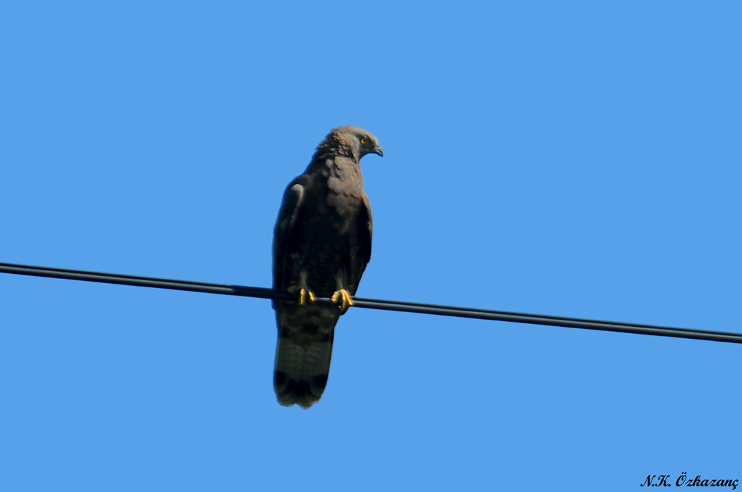 European Honey Buzzard