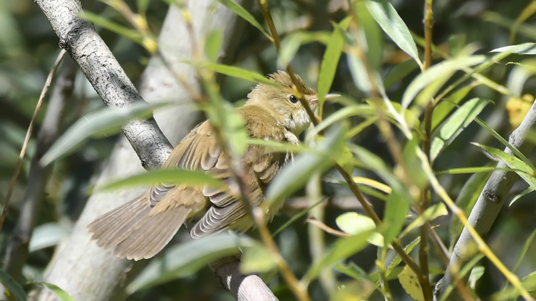 Marsh Warbler