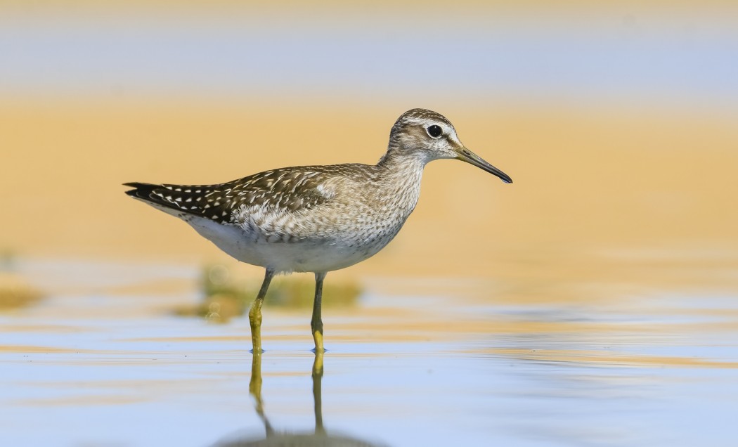 Wood Sandpiper