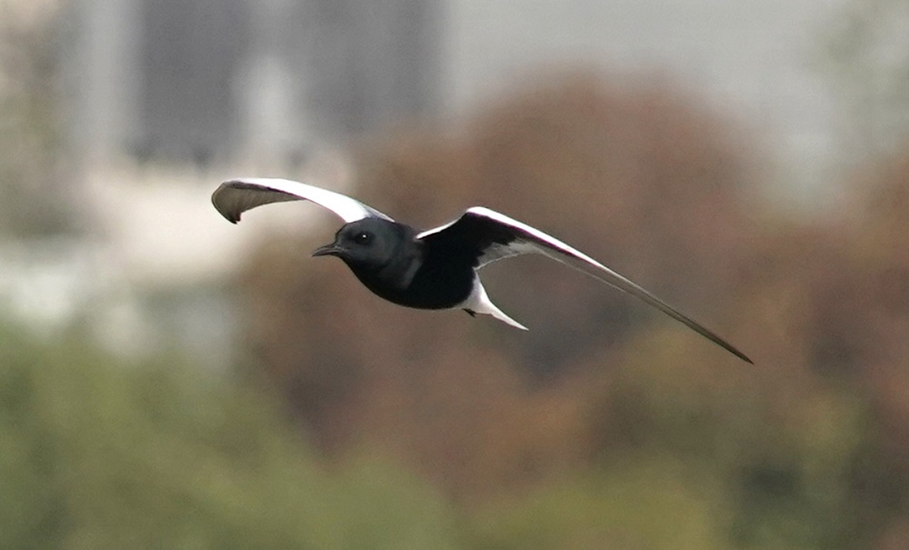 White-winged Tern