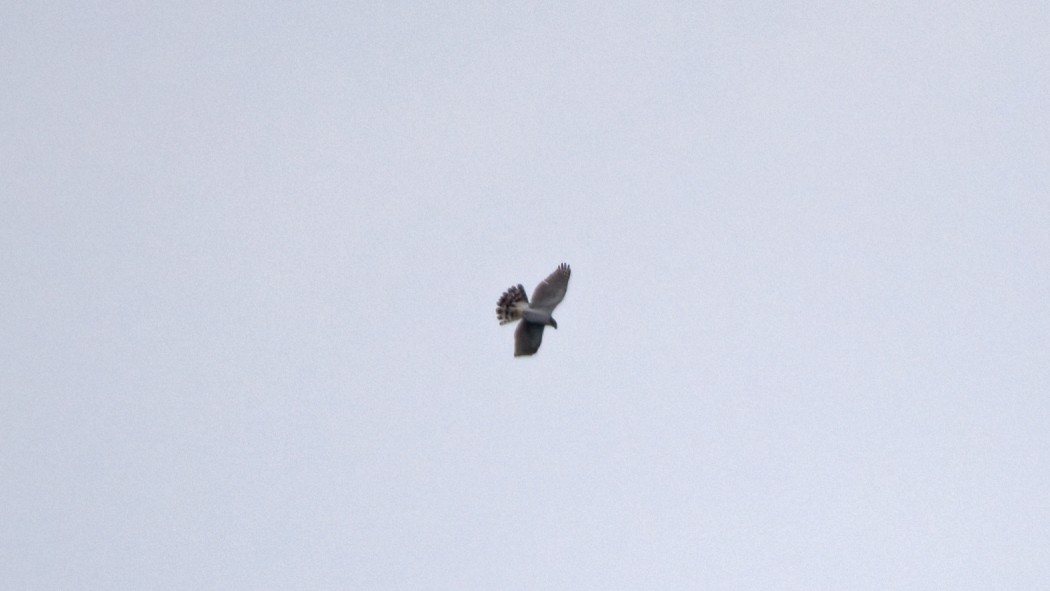 Eurasian Goshawk