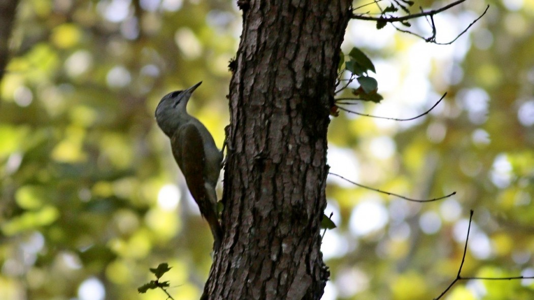 Grey-headed Woodpecker
