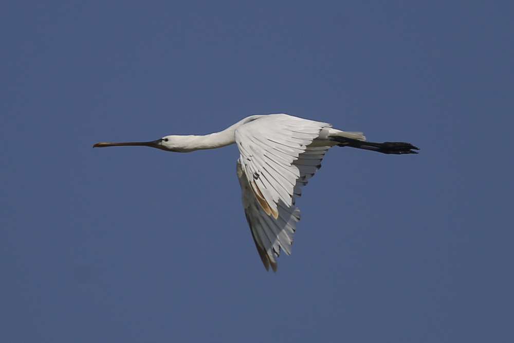 Eurasian Spoonbill