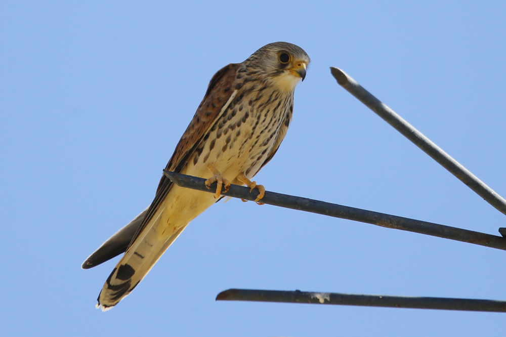 Lesser Kestrel