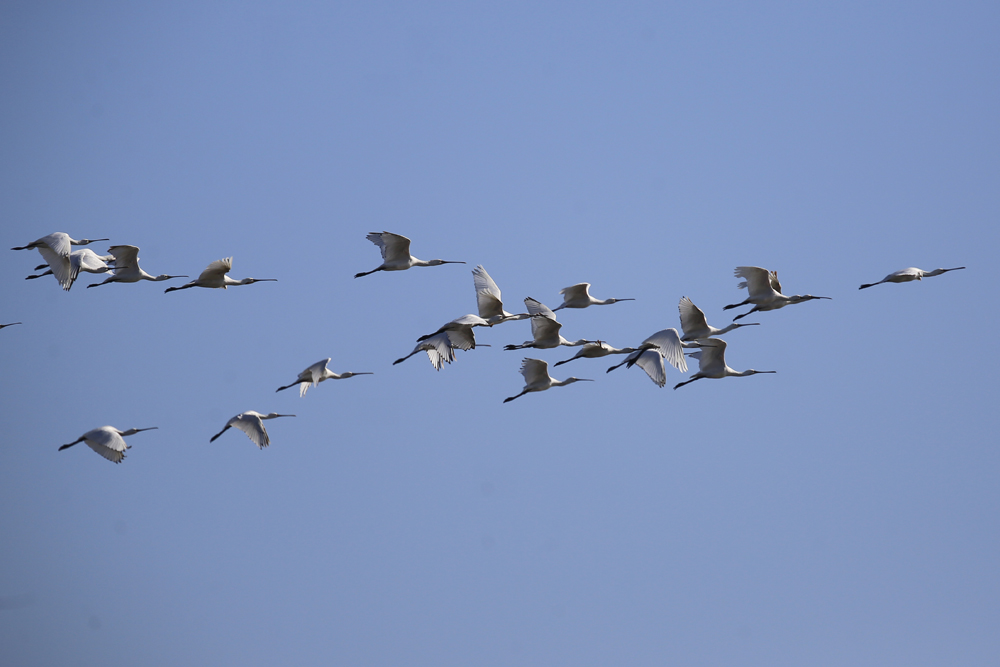Eurasian Spoonbill