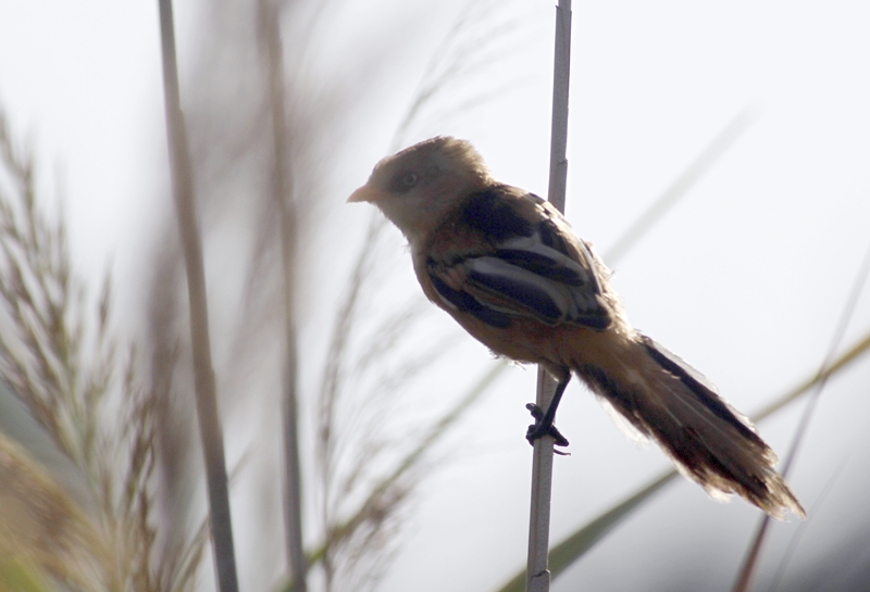 Bearded Reedling