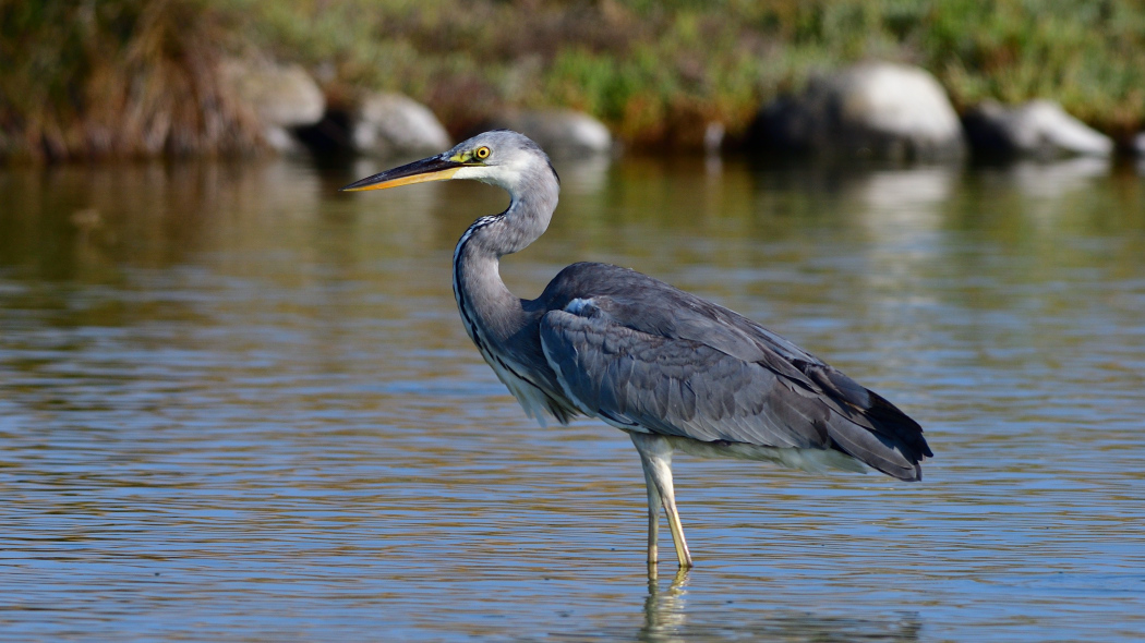Grey Heron