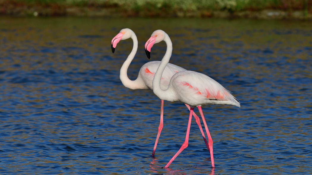 Greater Flamingo