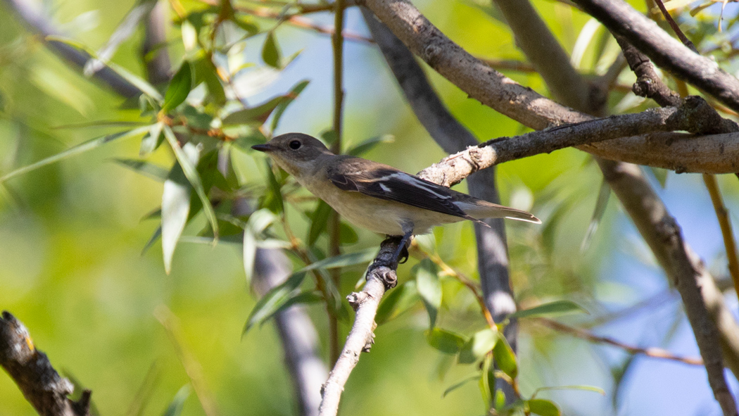 Semicollared Flycatcher