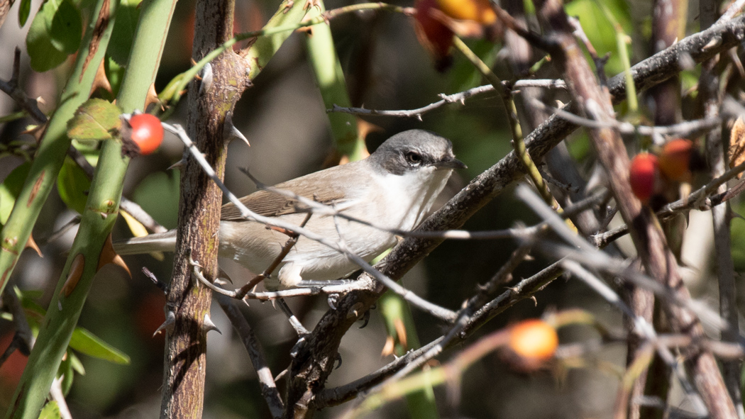 Lesser Whitethroat