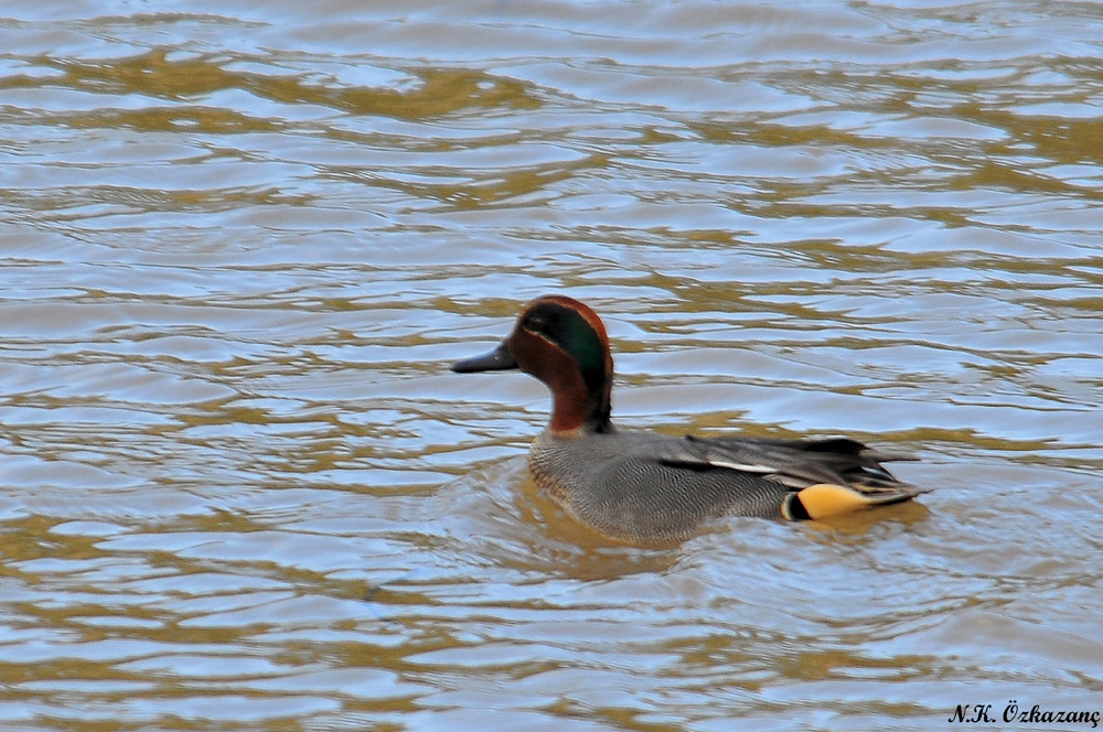 Eurasian Teal