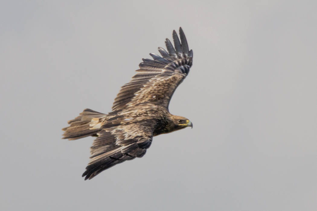 Eastern Imperial Eagle