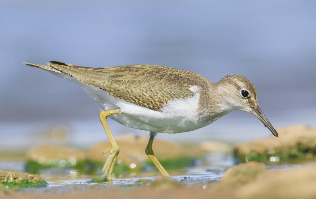Common Sandpiper