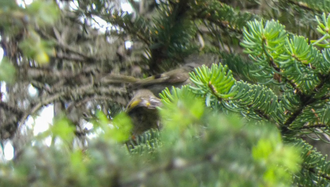 Goldcrest