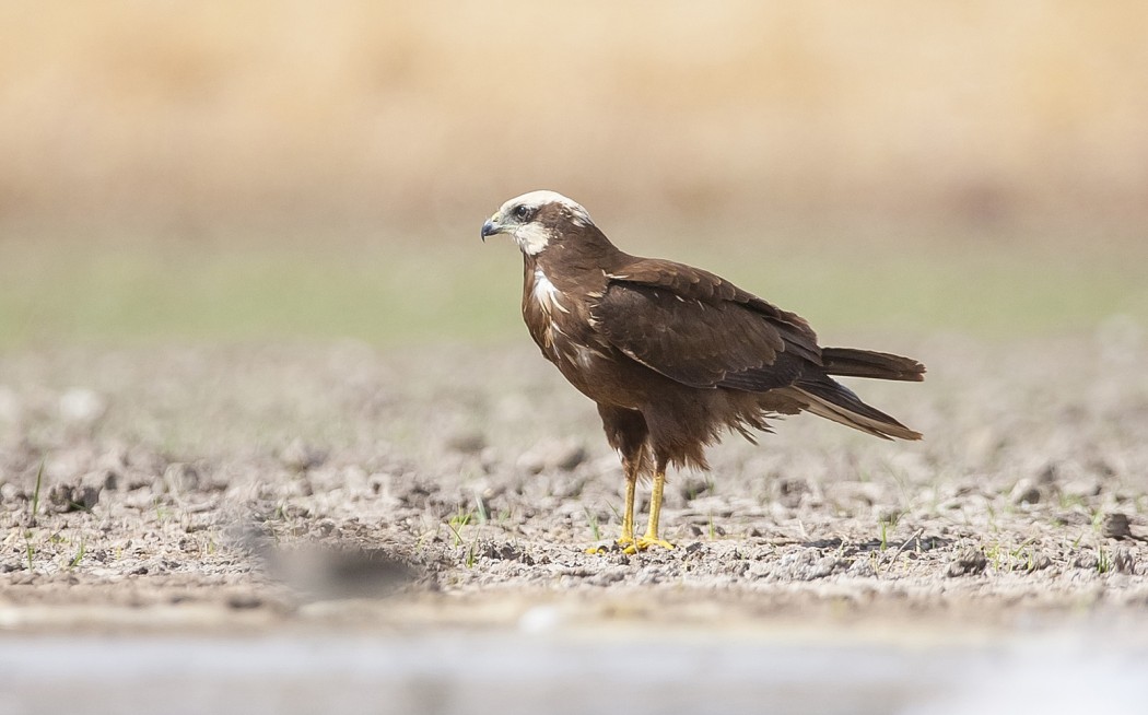 Western Marsh Harrier