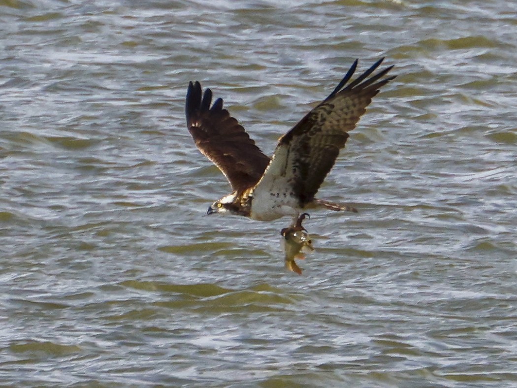 Osprey
