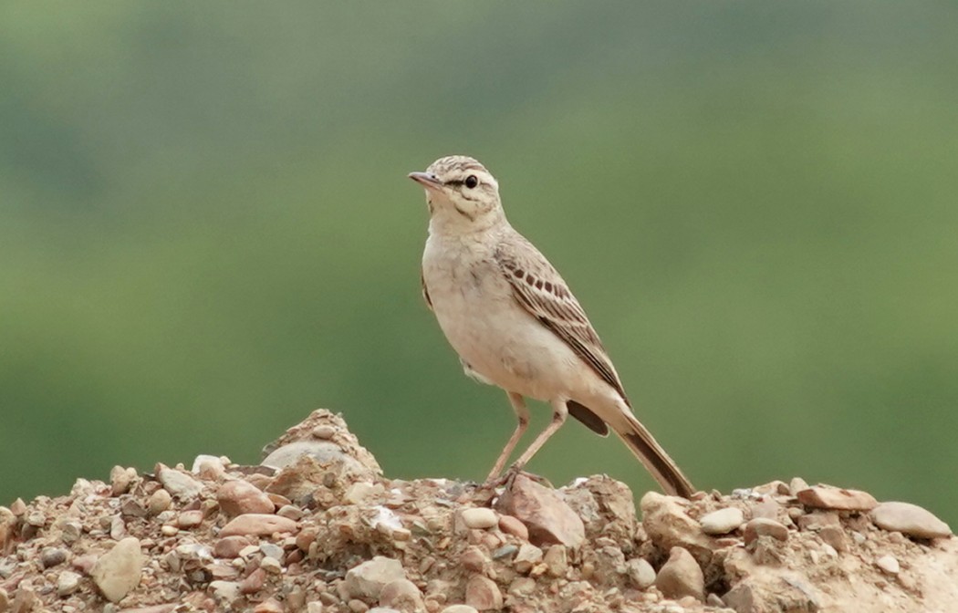 Tawny Pipit