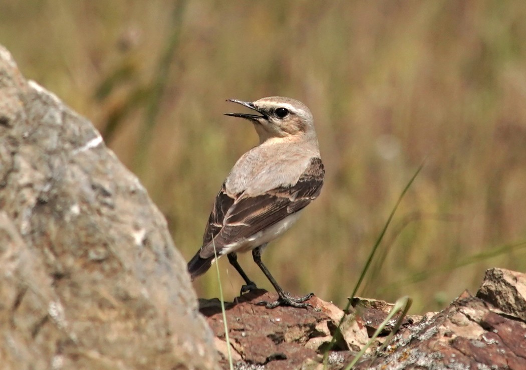 Northern Wheatear