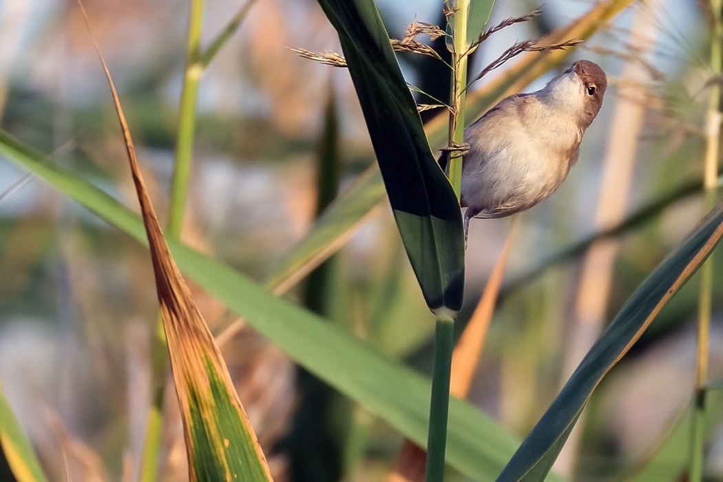 Common Reed Warbler