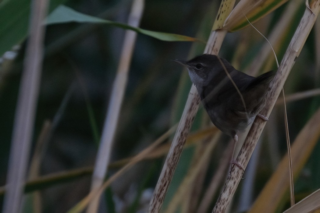 Savi`s Warbler