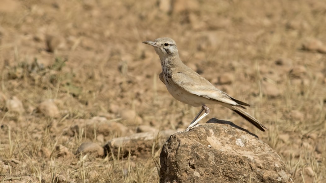 Greater Hoopoe-Lark
