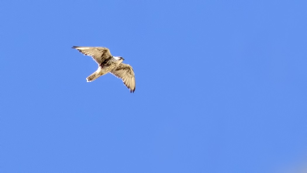 Saker Falcon