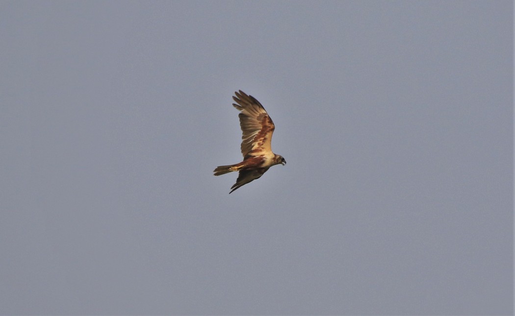 Western Marsh Harrier