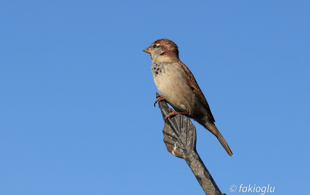 House Sparrow