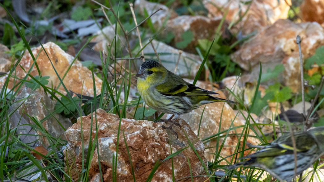 Eurasian Siskin