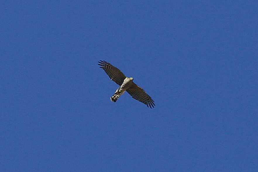 Eurasian Sparrowhawk