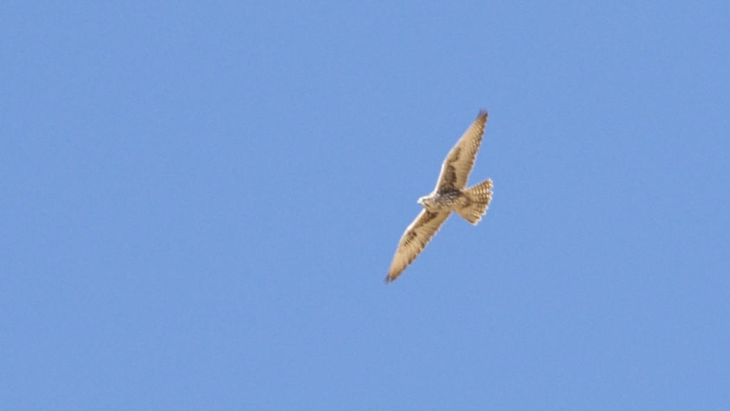 Saker Falcon