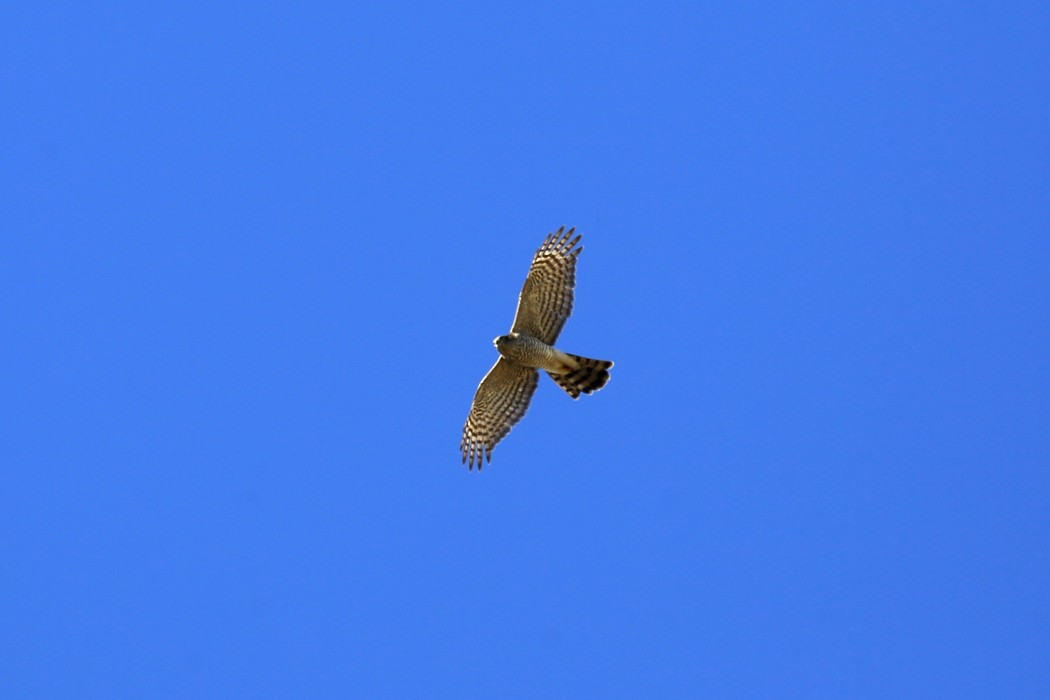 Eurasian Sparrowhawk