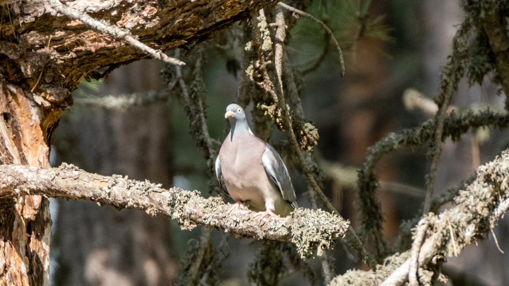 Common Wood Pigeon