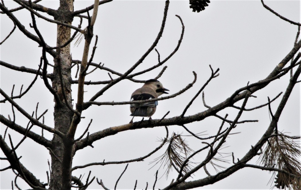 Eurasian Jay