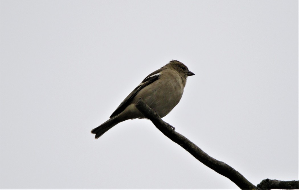 Eurasian Chaffinch